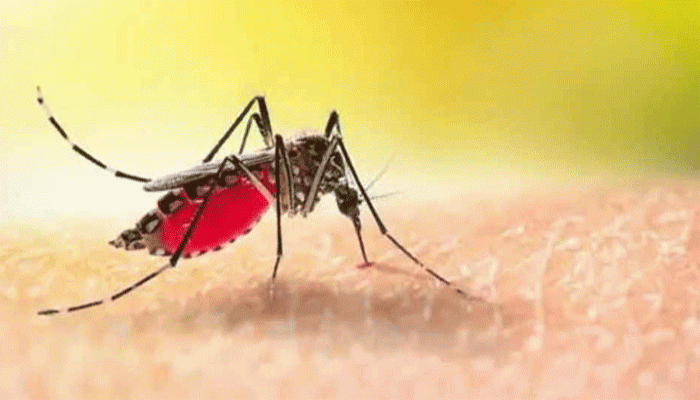 ডেঙ্গুতে আরও ৩ জনের মৃত্যু