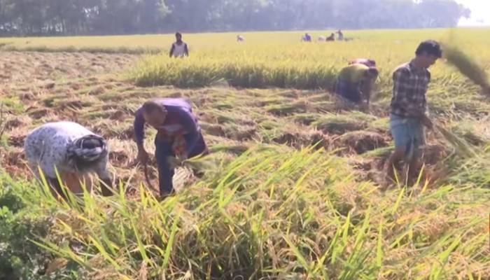 তানোরে আমণের বাম্পার ফলনের সম্ভবনা