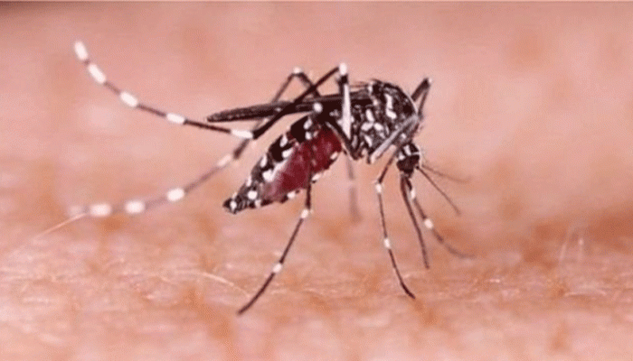 ডেঙ্গু আক্রান্ত হয়ে আরও ৩ জনের মৃত্যু