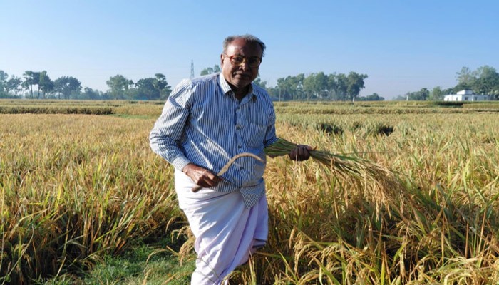 নিয়ামতপুরে ঘরে ঘরে নবান্ন উৎসব