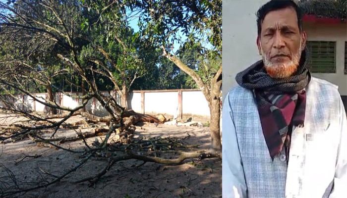 রাণীশংকৈলে মাদ্রাসার গাছ কাটলেন সুপার-অভিযোগ করলেন সাবেক সভাপতি