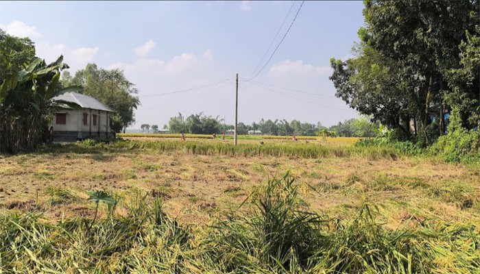 রাতে কাটলেন ধান দিনে কাটছেন খর  রাণীশংকৈলে জমি দখলের অভিনব কৌশল