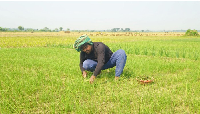 ঝিনাইদহে ভেজাল পেঁয়াজ বীজে কৃষকের সর্বনাশ