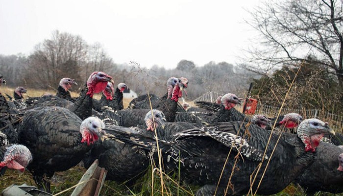 মুসলমান অভিবাসীরা খোঁজেন হালাল যুক্তরাষ্ট্রে থ্যাঙ্কস গিভিং ডে'তে ৫০ মিলিয়ন টার্কি খান মার্কিনিরা