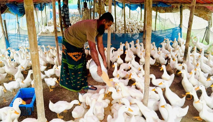 বেলজিয়াম হাঁস পালনে সফল সিংড়ার জাহিদ