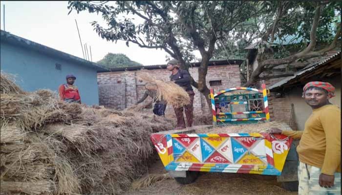 নিয়ামতপুরে আমনের  ফলনে খুশি,  দামে অখুশি কৃষক