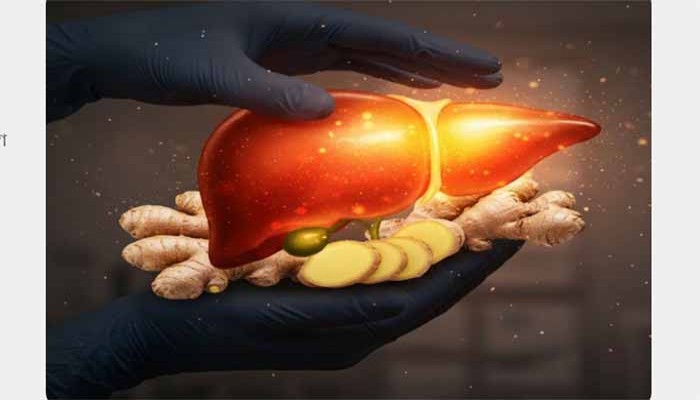 লিভারে জমা মেদ গলাতে পারে আদা! কী ভাবে খেলে সিরোসিস, ফ্যাটি লিভার নির্মূল হবে?
