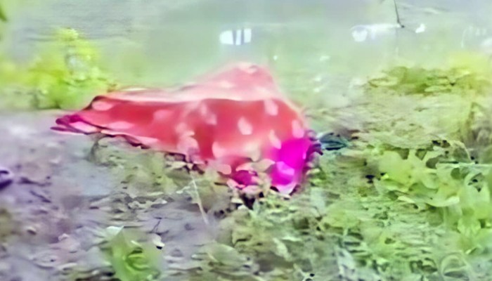ভেড়ামারায় হাত–পা বাঁধা নারীর লাশ উদ্ধার, পুলিশের ধারণা হত্যাকাণ্ড