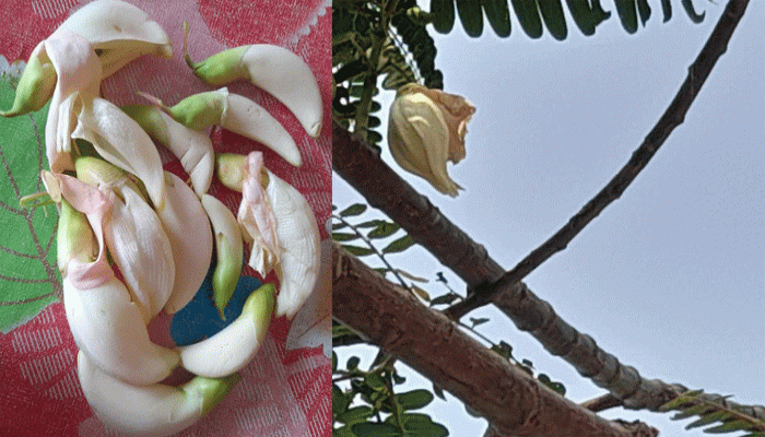 স্বাদে অনন্য বকফুলের বড়া