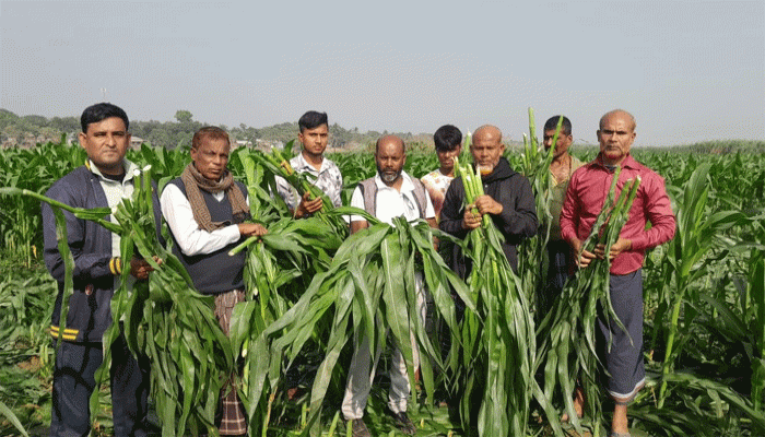 লালপুরে রাতের আধারে ৬ বিঘা জমির ভুট্টা গাছ কর্তন