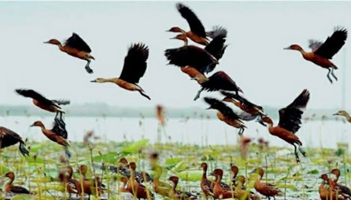 অতিথি পাখির কলরবে মুখরিত নওগাঁর জবই বিল