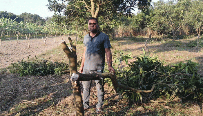 লালপুরে ছাত্রদল নেতার ৬০০ গাছ কেটে নিলো প্রতিপক্ষের লোকজন