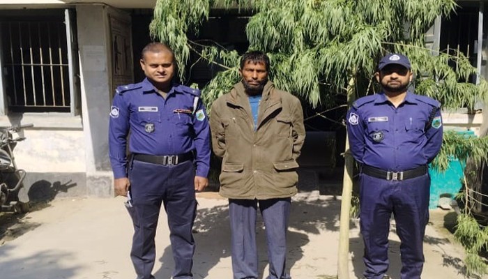 বাঘায় বসতবাড়ির আঙিনা থেকে গাঁজার গাছসহ একজন গ্রেফতার