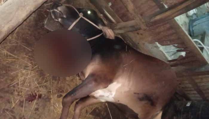 গোয়ালঘরে কৃষকের দুটি গরু জবাই করে রেখে গেল দুর্বৃত্তরা