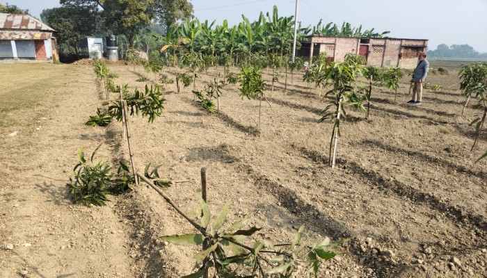 পবায় রাতের অন্ধকারে ১১৭টি আমগাছ কেটে ফেলেছে দুর্বৃত্তরা