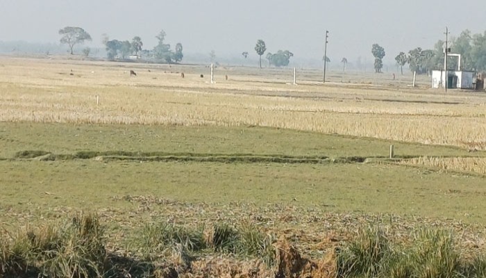 তানোরে ফের ফসলি জমি নস্ট করে হিমাগার নির্মাণ