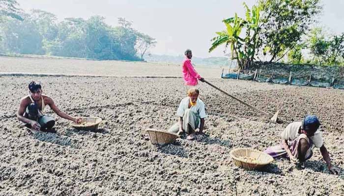 লোকসানের ঝুঁকিতেও দুর্গাপুরে আলু চাষ