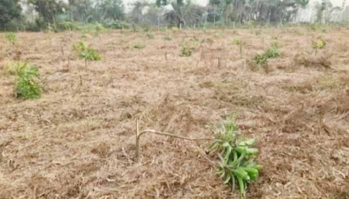 পবার পর নিয়ামতপুরে ৬ শতাধিক গাছ কেটেছে দুর্বৃত্তরা