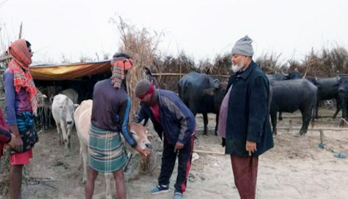 রাজশাহীর পদ্মার চরে শেয়ালের কামড়ে এক রাতে আহত দুই শতাধিক গরু-মহিষ