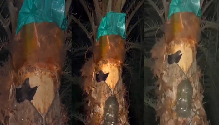 শীতের কুয়াশায় খেজুর রসে বাড়ছে বাদুড়ের আনাগোনা