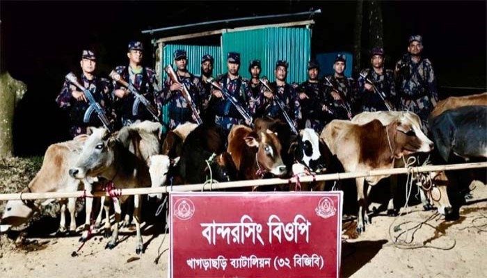 খাগড়াছড়িতে বিজিবির অভিযানে ১২টি ভারতীয় গরু জব্দ