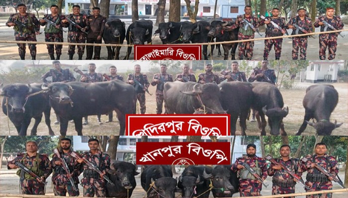 রাজশাহীর মিডিল চরে ১৫টি ভারতীয় মহিষ জব্দ