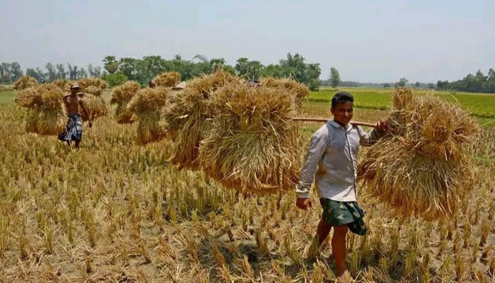 নিয়ামতপুরে চাহিদা না থাকায় স্বল্প জীবনকালের ধান চাষে আগ্রহ হারাচ্ছে কৃষক