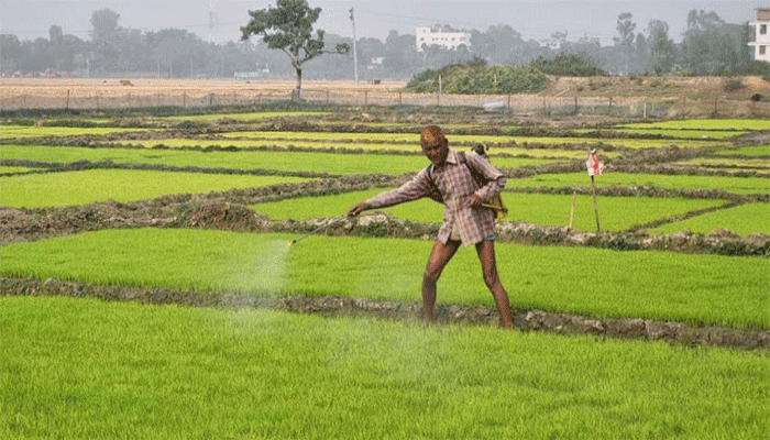 ঘন কুয়াশায় হলুদ হয়ে যাচ্ছে বোরো চারা চিন্তিত ফুলবাড়ীর কৃষকরা