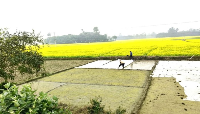 মান্দায় শীতের প্রকোপ, বীজতলা নিয়ে দুশ্চিন্তায় কৃষক