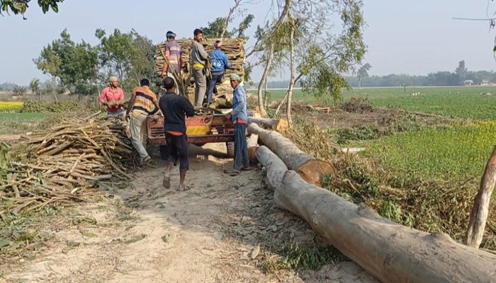 তানোরে বৃক্ষ নিধনের মহোৎসব