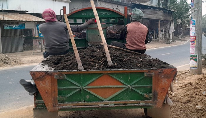 নিয়ামতপুরে রাসায়নিক সারের খরচ কমাতে জমিতে জৈব সার দিচ্ছেন কৃষকেরা