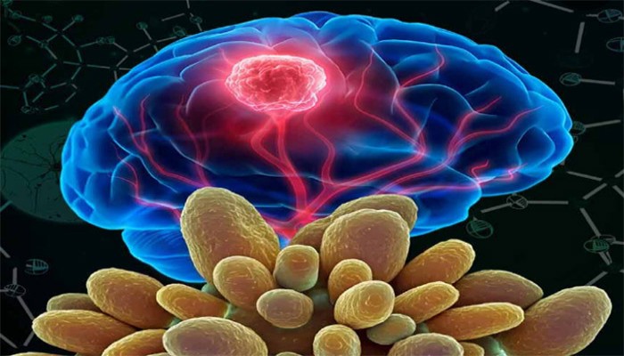 ৫০ বছরের গবেষণায় আশ্চর্য খোঁজ, ছত্রাকের এক বিশেষ উপাদান ক্যানসার নির্মূল করতে পারে বলে দাবি