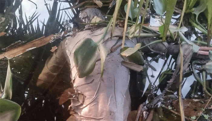 রাণীনগর- আদমদীঘি সীমান্ত রেখায় জঙ্গলের পাশে ডোবা থেকে অজ্ঞাত ব্যক্তির লাশ উদ্ধার