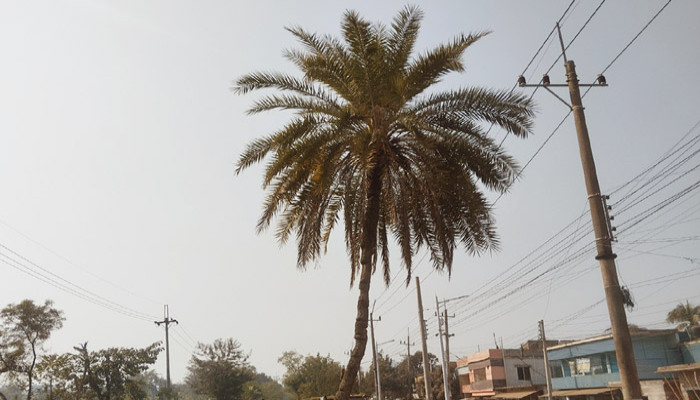 শহরায়নের চাপে রাজশাহীতে বিলুপ্তির পথে খেজুর গাছ, সংকটে শীতের ঐতিহ্যবাহী রস