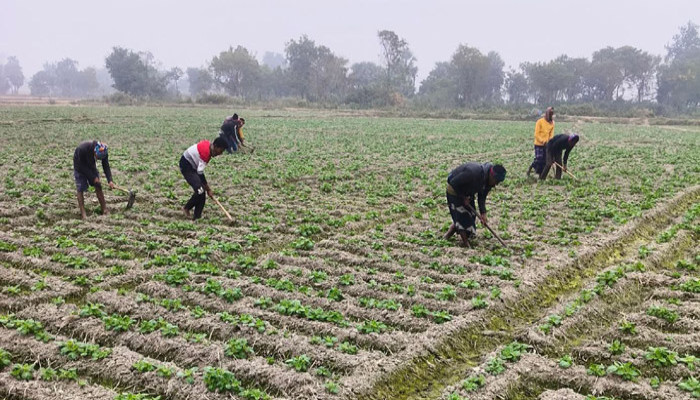 রাজশাহীতে কমেছে আলু চাষ, উৎপাদন খরচ বাড়ার আশঙ্কা