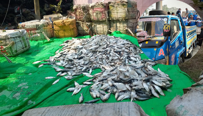 নোয়াখালীতে ২৫০০ কেজি জাটকা ইলিশ জব্দ