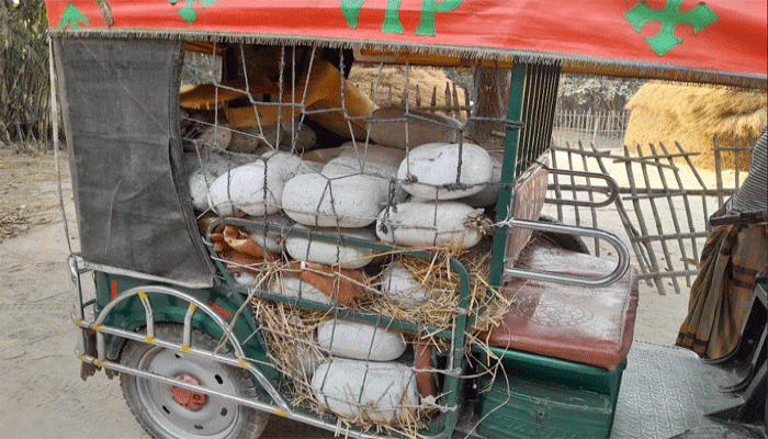 পাকা কুমড়ার ভ্রাম্যমাণ কেনাবেচা