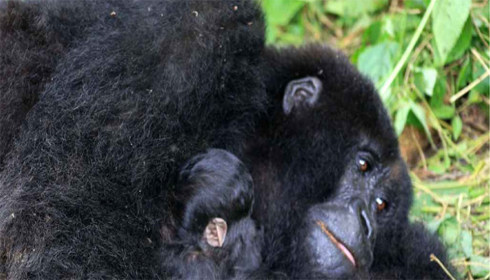 কঙ্গোতে যমজ শাবক জন্ম দিলো গরিলা, ইতিহাসে বিরল