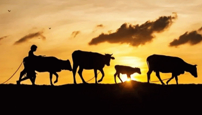 একের পর এক গরু চুরি, আতঙ্কে শিবগঞ্জের খামারিরা!