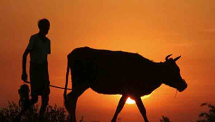 রাণীনগরে গোয়াল ঘরের তালা কেটে গরু চুরি