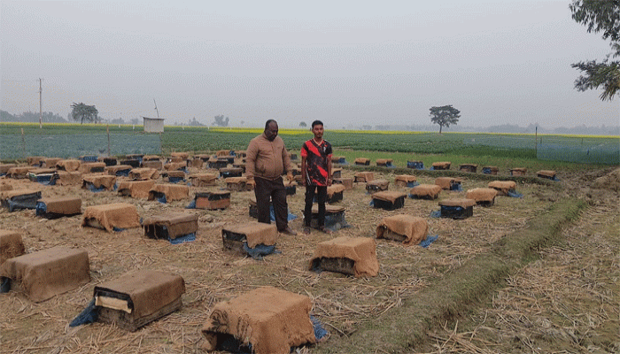 রাণীশংকৈলে রেকর্ড পরিমান সরিষা চাষ-ব্যস্ত সময় পার করছেন মৌয়ালিরা