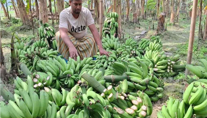 পলাশে রাতের আঁধারে কৃষকের সর্বনাশ