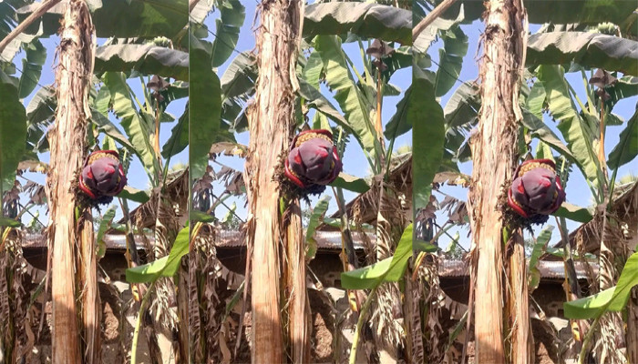 কলা গাছের গা ফুঁড়ে বেরোলো মোচা