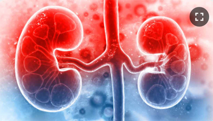 কিডনির রোগ জব্দ হবে ডায়ালিসিস, প্রতিস্থাপন ছাড়াই, নতুন ‘ডিজিটাল টুইন’ মডেল নিয়ে গবেষণা ভারতেও