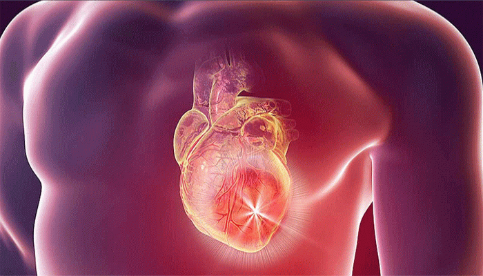 হার্ট অ্যাটাকের পরে নিজে থেকেই বেঁচে উঠবে মৃত কোষ!