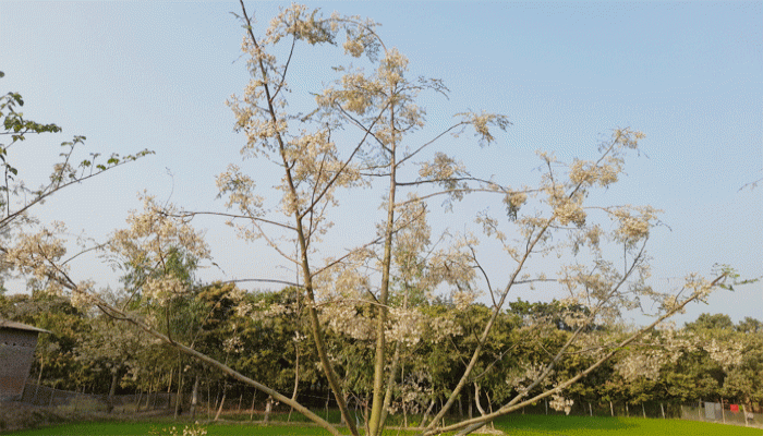নিয়ামতপুরে সৌন্দর্য ছড়াচ্ছে শ্বেতশুভ্র শজনে ফুল