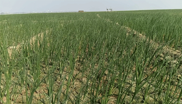 পদ্মার গভীর চরে প্রথম বাণিজ্যিক পেঁয়াজ চাষ, বাম্পার ফলনের আশা