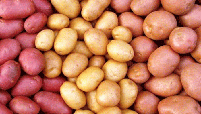 তানোরে ফের লোকসানের মুখে আলু চাষিরা