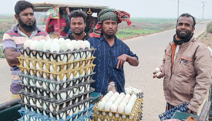 সিংড়ায় ডিমের দাম কমে যাওয়ায় লোকশানে হাঁস খামারীরা