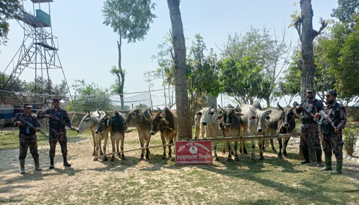 চাঁপাইনবাবগঞ্জ সীমান্তে পৃথক অভিযানে ১০টি ভারতীয় গরু জব্দ